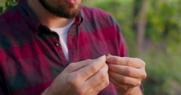 Seorang petani merobek kerucut hop untuk mencium baunya dan mendapatkan ide tentang kualitasnya — Stok Video