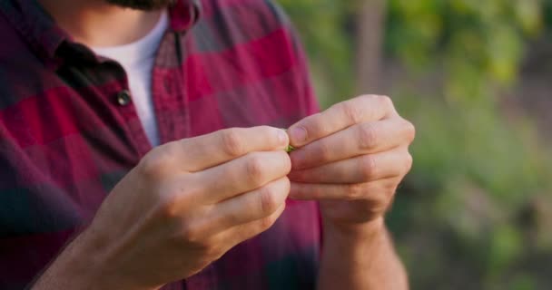 Un agricultor rompe el cono de lúpulo para olerlo y hacerse una idea de su calidad — Vídeos de Stock