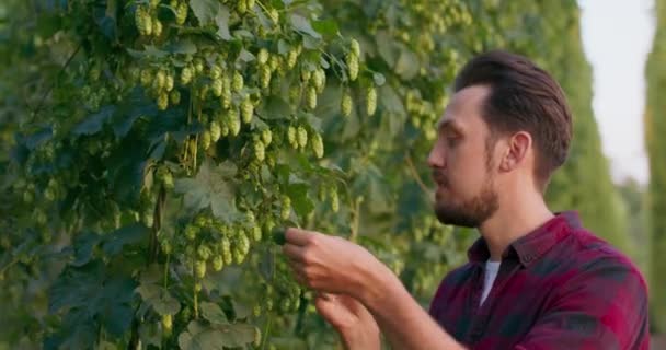 Nahaufnahme eines Mannes, der frische Hopfendolden inspiziert und riecht, die zur Herstellung von Bier verwendet werden — Stockvideo