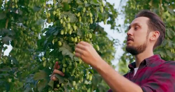 Ein Bauer bewertet das Hopfenaroma in Großaufnahme eines Mannes, der frische Hopfendolden inspiziert und riecht, die für die Herstellung von Bier verwendet werden. — Stockvideo
