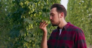 Bira yapımında kullanılan taze kozalakları inceleyen ve koklayan bir adamın yakın çekimi.