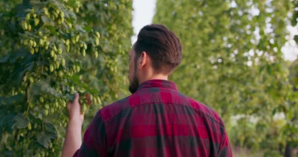 Primer plano de un hombre inspeccionando y oliendo conos de lúpulo frescos utilizados en la fabricación de cerveza — Vídeos de Stock