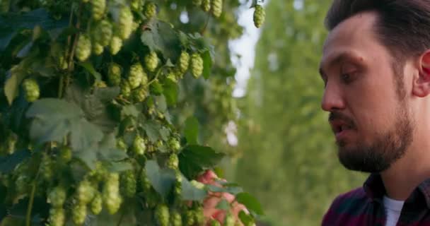 Zbliżenie mężczyzny sprawdzającego i wąchającego świeże szyszki chmielowe używane do produkcji piwa — Wideo stockowe