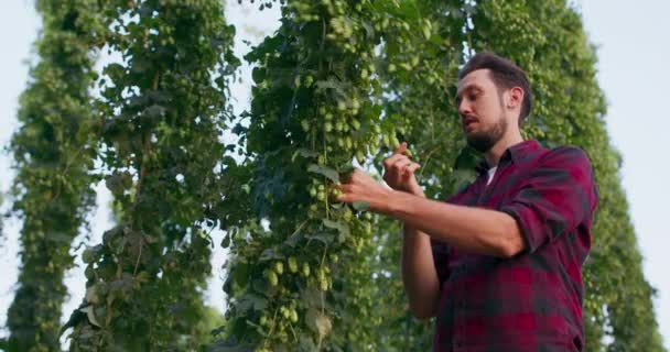 Мужчина проверяет хмель, используемый при варке пива, и проверяет качество аромата — стоковое видео