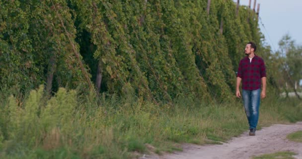 A grower walks between rows of tall bushes of hops used in brewing beer — Stock Video