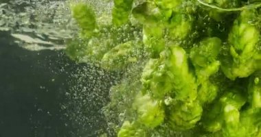 Suya Düşen Yeşil Hops