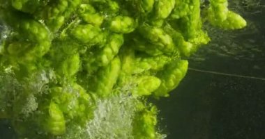 Suya Düşen Yeşil Hops