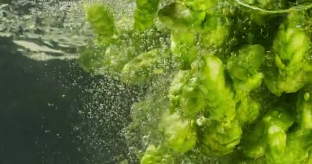 Zöld komló Vízbe zuhan — Stock videók