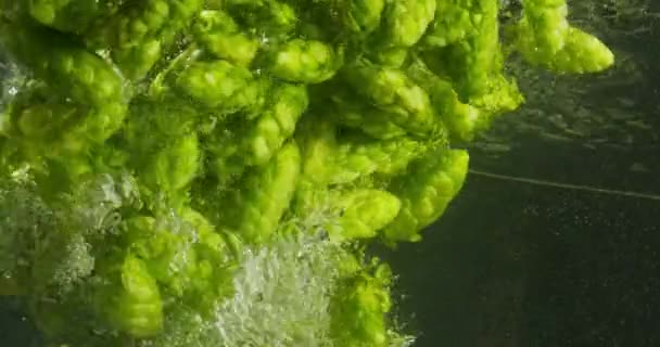 Grüner Hopfen fällt ins Wasser — Stockvideo