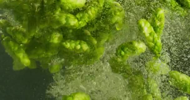 Suya Düşen Yeşil Hops — Stok video