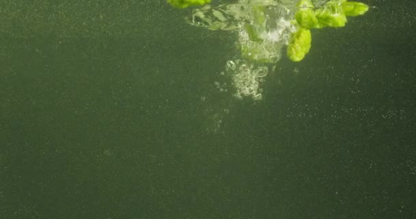 Grüner Hopfen fällt ins Wasser — Stockvideo