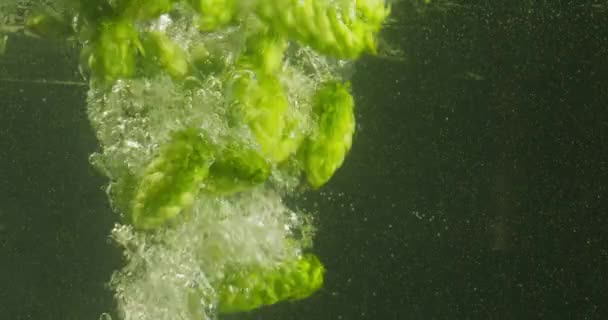 Zelené chmel padající do vody