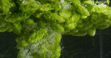 Suya Düşen Yeşil Hops