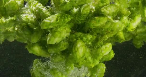 Groene hop valt in het water — Stockvideo