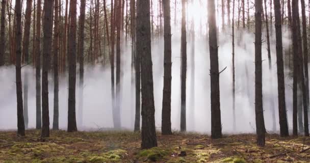 W pełni wyposażeni żołnierze ubrani w kamuflaż leśny Jednolite karabiny w pozycji półognia Wojskowa operacja w akcji Ekipa maszerująca w formacji przez gęsty las w południe — Wideo stockowe