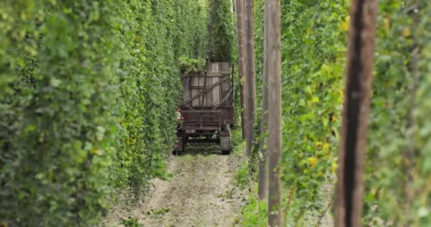 Harvesting hops in the field The hop stalks with ripe hop cones fall off on — Stock Video