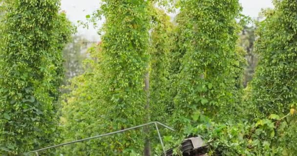 Trator com uma colheitadeira corta as hastes com cones de lúpulo maduros que caem sobre — Vídeo de Stock