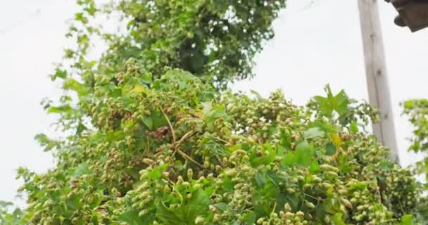 Recoltarea hameiurilor pe câmp Tulpinile de hamei cu conuri de hamei coapte cad pe — Videoclip de stoc