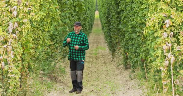 Un fermier âgé se promène dans le champ de houblon et inspecte les fleurs des plants de houblon utilisés — Video