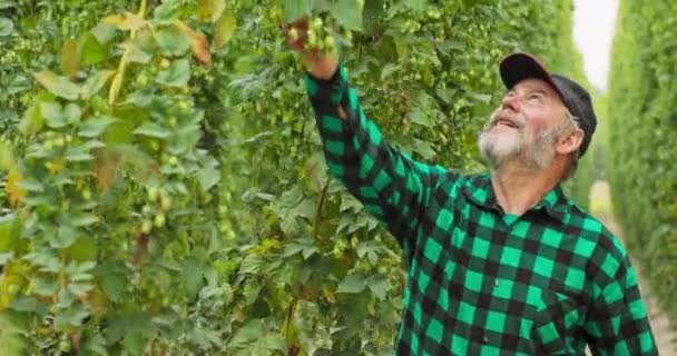 Un fermier âgé se promène dans le champ de houblon et sent, inspecte les fleurs des plants de houblon — Video