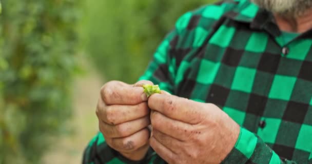 Крупним планом чоловічі руки оглядають конус хмелю, який використовується у виробництві пива Літній фермер — стокове відео