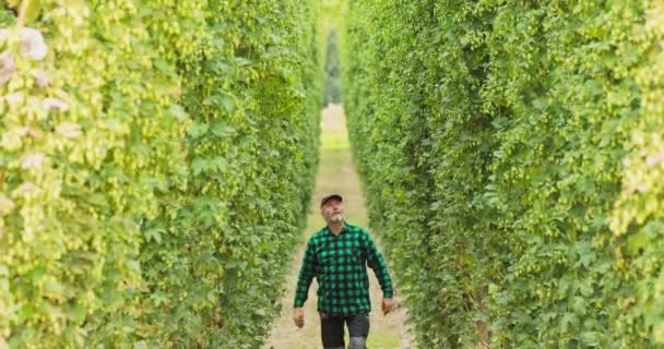 Um homem caminha entre linhas de plantas altas em um campo de lúpulo verificando cones — Vídeo de Stock