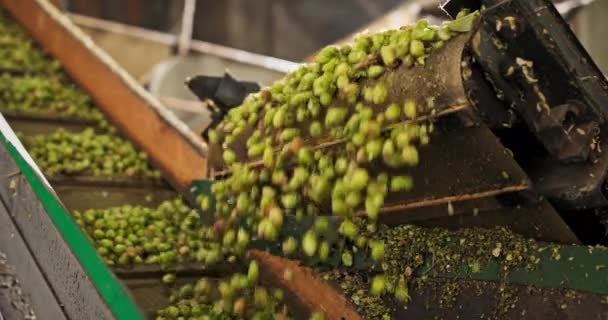Blick auf Förderband mit geerntetem Kaskadenhopfen auf Bauernhof — Stockvideo
