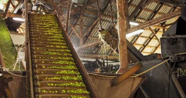 View to conveyor with harvested cascade hop on farm — Stock Video