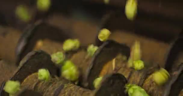 Blick auf Förderband mit geerntetem Kaskadenhopfen auf Bauernhof — Stockvideo