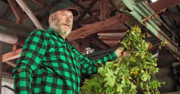 Ein Arbeiter füttert eine automatische Reinigungsmaschine auf dem Hof mit dem geernteten Hopfen — Stockvideo