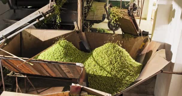 Von der Maschine getrennte Hopfenzapfen fallen von den Beschickern in den Vorratsraum — Stockvideo