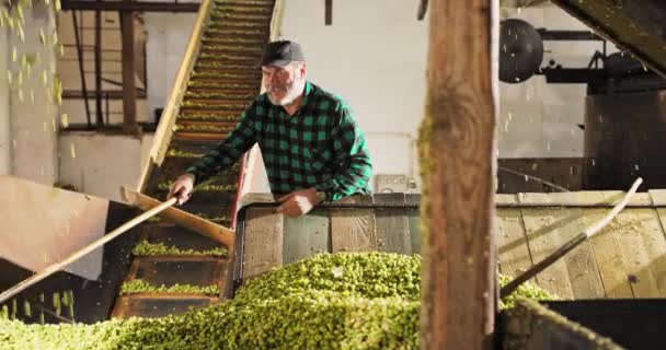 The farm owner clears up the pile of hops and checks the quality before sending — Stock Video