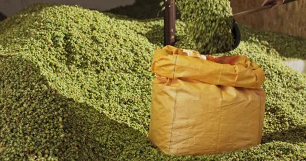 Ein Hopfenplantagenarbeiter schaufelt die getrockneten Hopfenzapfen in eine Transporttasche — Stockvideo