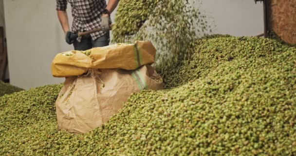 A farm worker pushes dried hops into a hopper in a warehouse — Stock Video