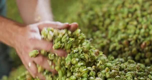 Close up hands of a young farmer who checks the drying of the hops and — Stock Video