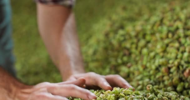 Close up hands of a young farmer who checks the drying of the hops and — Stock Video
