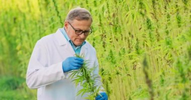 Kenevir bitkilerini kontrol eden ve analiz eden bilim adamlarının portresi. Bitkisel alternatif tıp kavramı, cbd yağı, eczacılık...