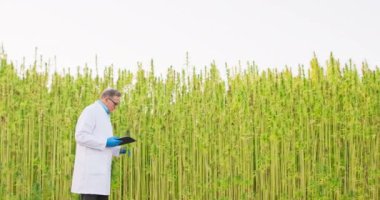 Esrar bitkilerini kontrol eden ve analiz eden kıdemli bilim adamı, bitkisel konsept hakkındaki sonuç notlarını gözden geçirir