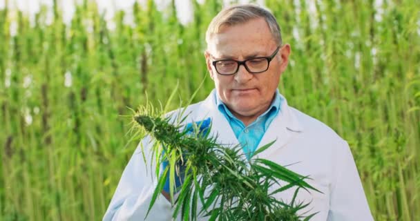 Portrait of scientist checking and analizing hemp plants Konsep obat alternatif herbal, minyak cbd, farmasi — Stok Video