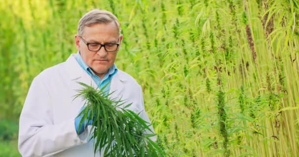 Porträt eines Wissenschaftlers, der Hanfpflanzen überprüft und analysiert Konzept der pflanzlichen alternativen Medizin, cbd-Öl, pharmazeutische — Stockvideo
