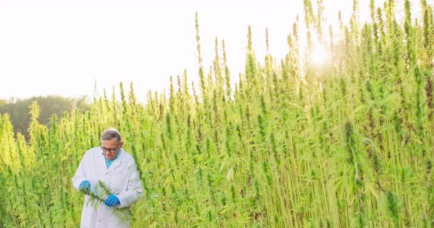 大麻植物のチェックと分析の科学者の肖像ハーブ代替医療、 cbd油、医薬品の概念 — ストック動画