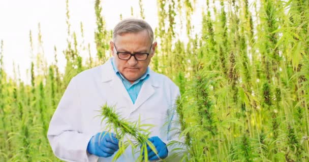 大麻植物のチェックと分析の科学者の肖像ハーブ代替医療、 cbd油、製薬業界の概念 — ストック動画