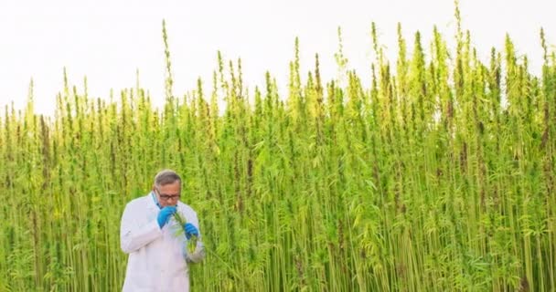 Portret naukowca sprawdzającego i analizującego rośliny konopi Koncepcja medycyny alternatywnej ziołowej, olej cbd, farmaceutyczny — Wideo stockowe