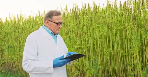 Ilmuwan senior memeriksa dan menganalisis tanaman ganja, meninjau hasil catatan pada tablet Konsep herbal — Stok Video