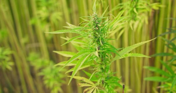 科学家对大麻植物进行鉴定和分析的特征草本植物替代药物、头孢菌素、药物的概念 — 图库视频影像