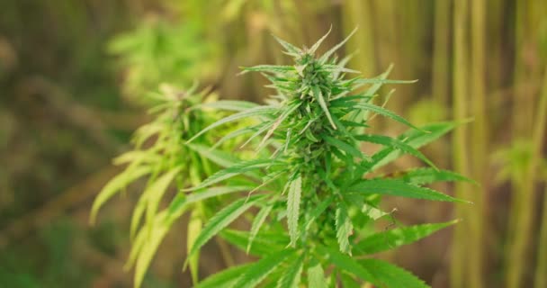 Broussailles de marijuana plante sur le terrain — Video