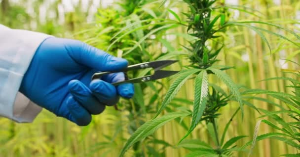 Ciseaux coupant la marijuana Médicale et récréative La marijuana étant coupée et traitée pour la consommation — Video