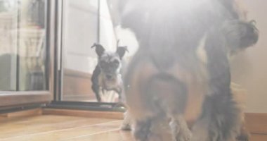 Bir grup Yorkie köpeği, balkon kapısından içeri giriyor.