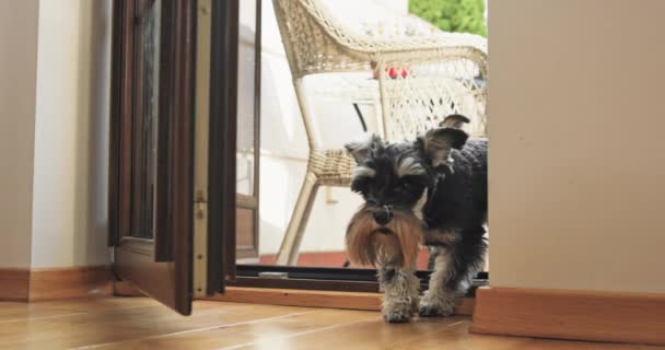 Bir grup Yorkie köpeği, balkon kapısından içeri giriyor. — Stok video