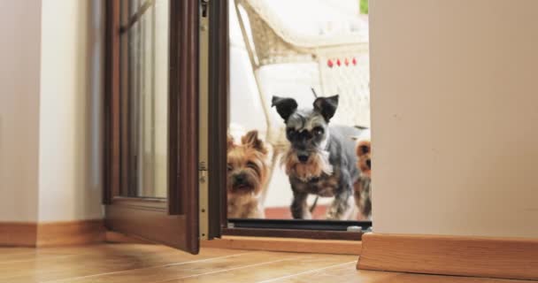 Bir grup Yorkie köpeği, balkon kapısından içeri doğru koşuyor. — Stok video
